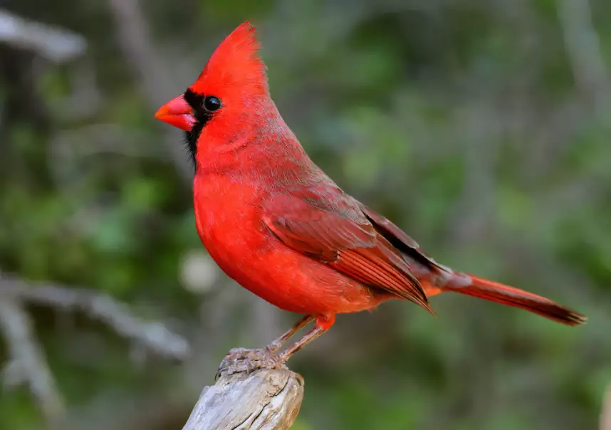 cardenal rojo