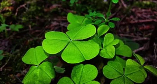 Hechizo para la suerte