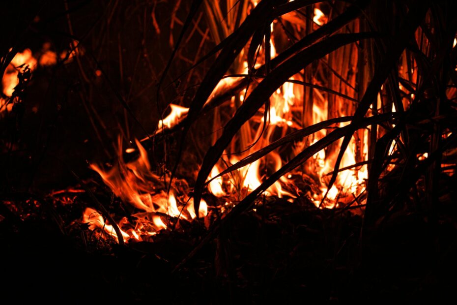 signos fuego portada