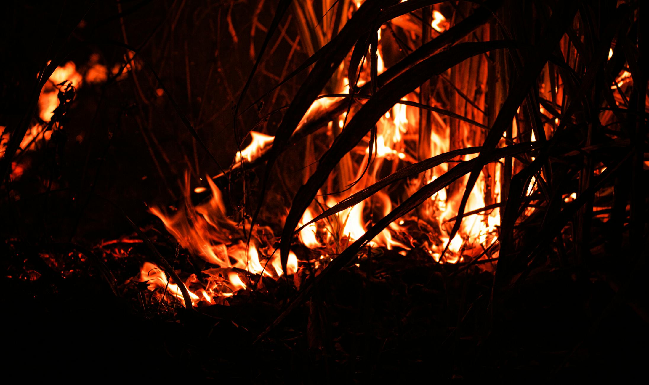 signos fuego portada
